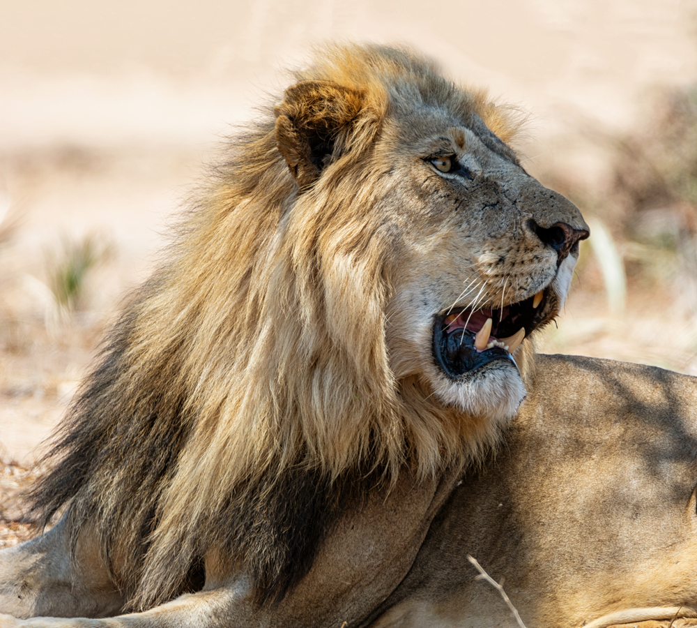 Word from the CEO | “If March comes in like a lion, it will go out like a lamb.”